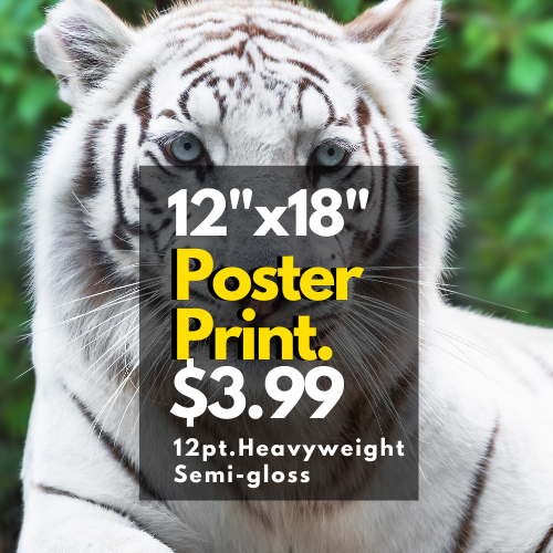 Bengal Tiger Poster Print / Infographic